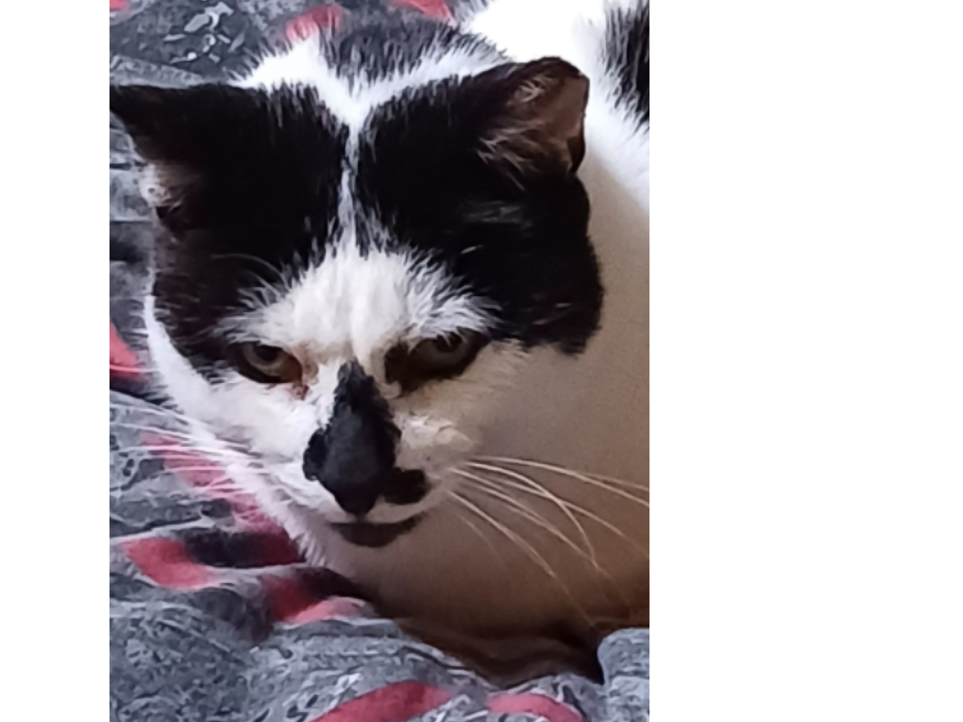 L726 – white and black – NORMANTON