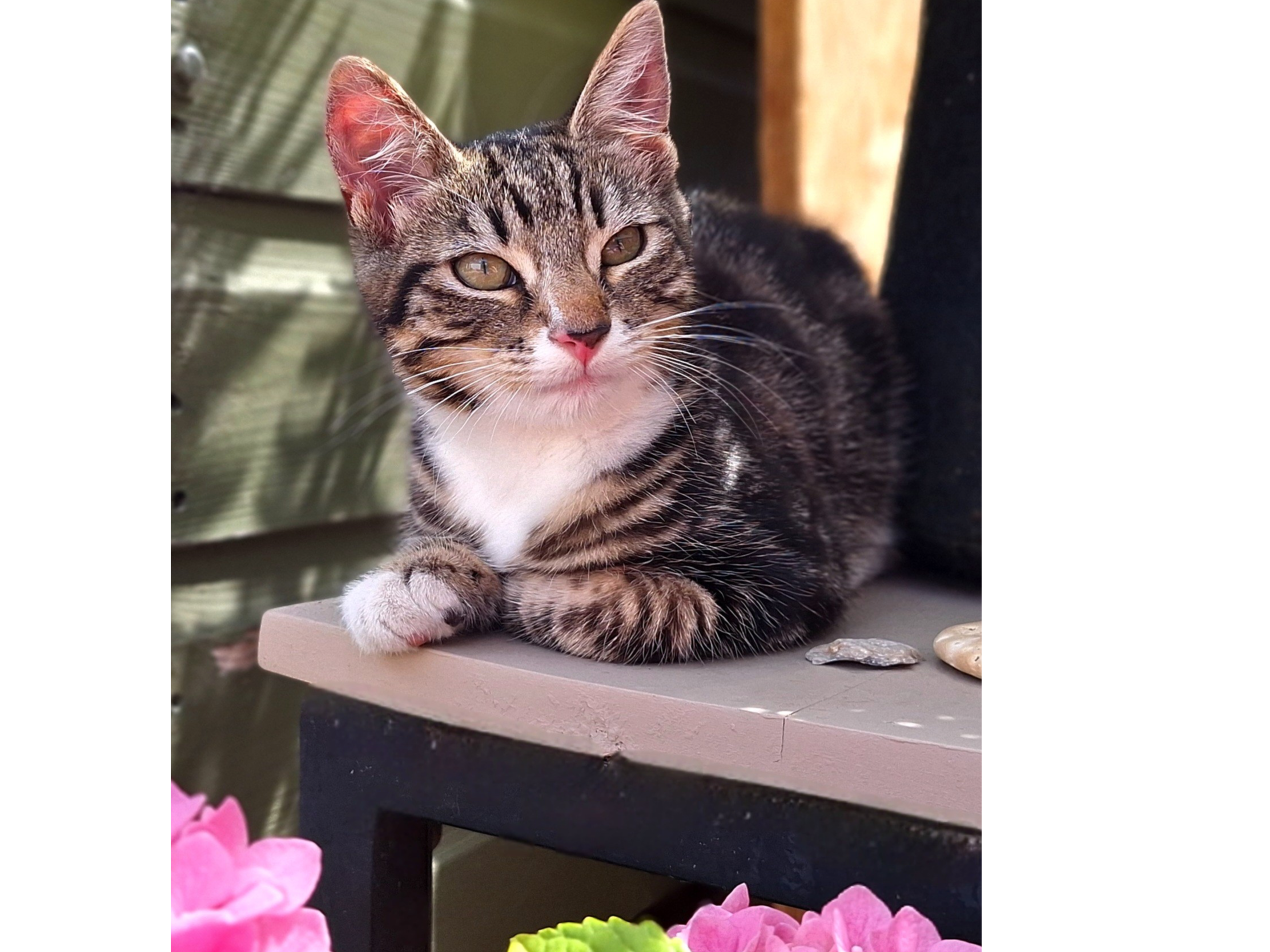L728 – tabby and white – BEESTON