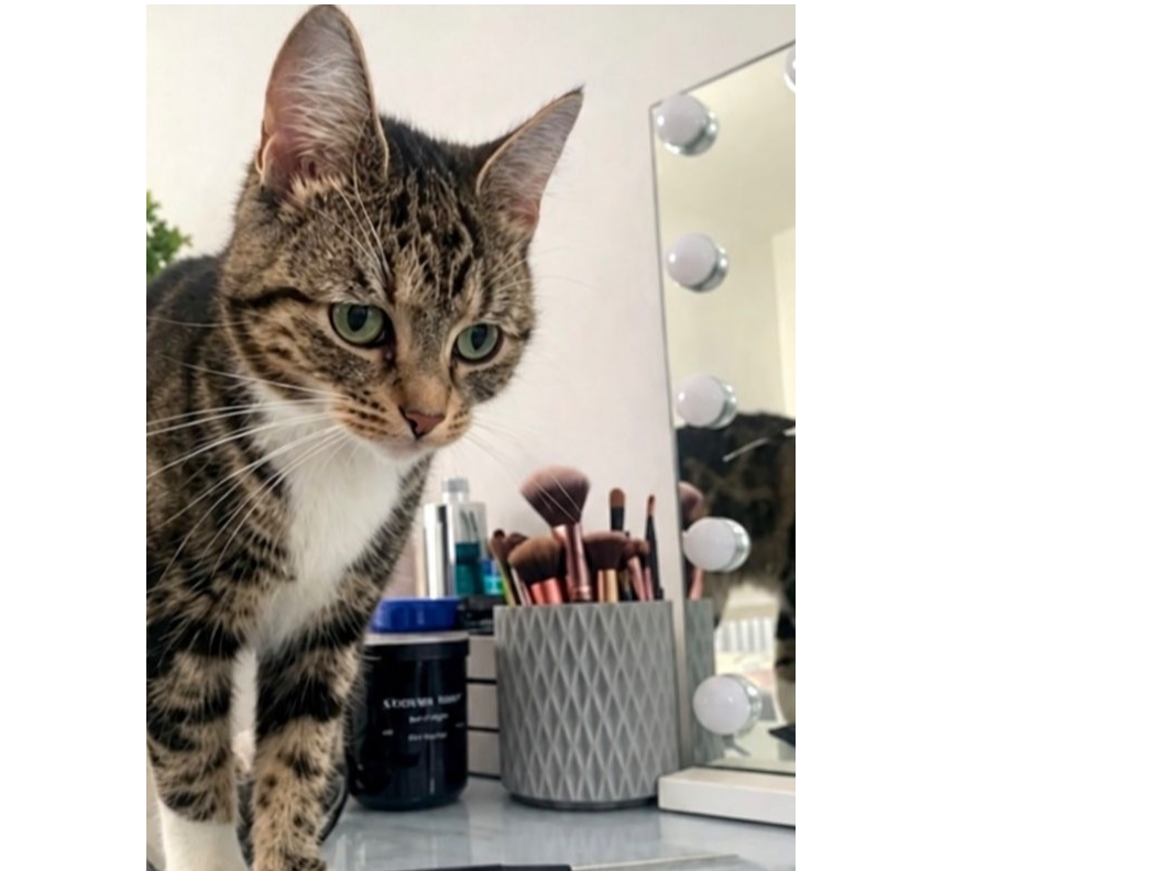 L730 – tabby and white – DERBY