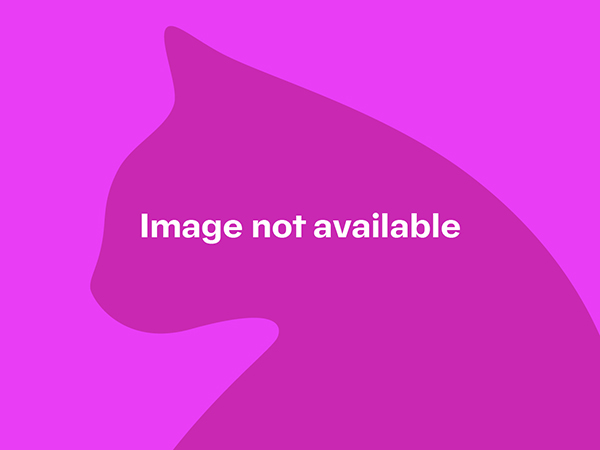 Cleo (black cat), Ditton Fields