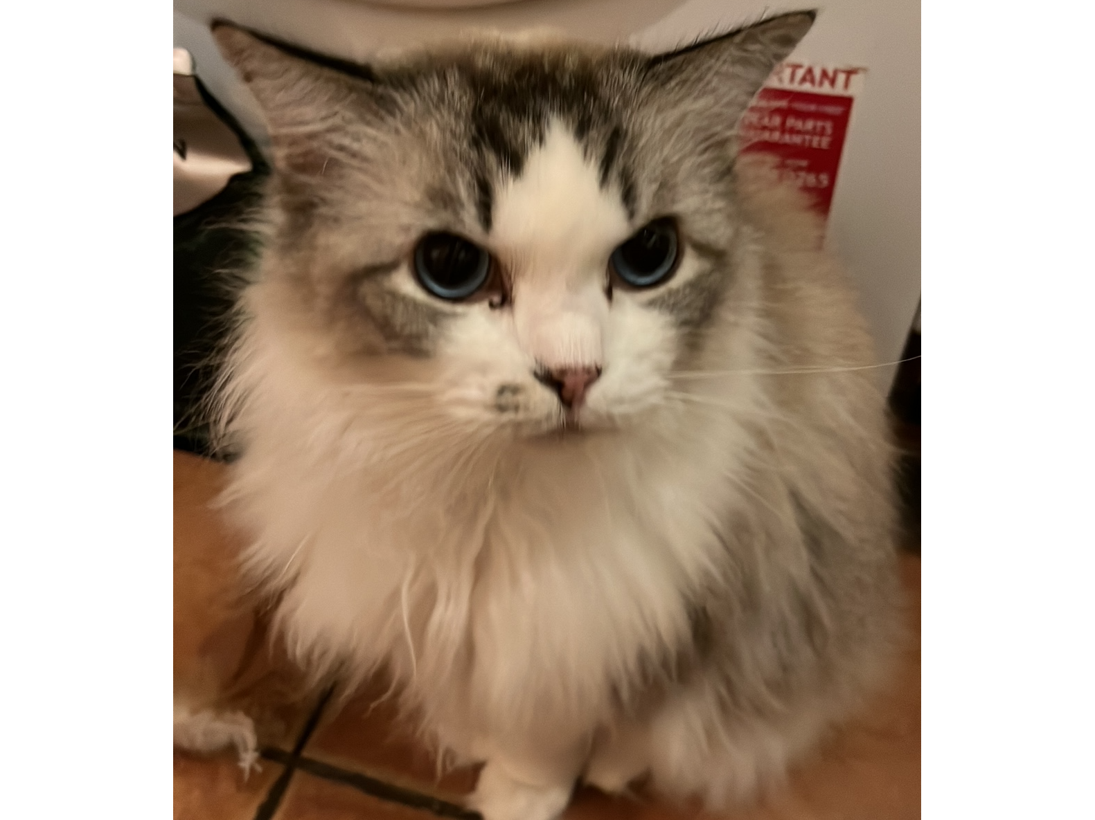 Long haired tabby/white, Cherry Hinton Rd