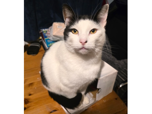 Bill Lost 2026.064 - Charden Rd, off Rowner Rd and opposite parade of shops, Gosport