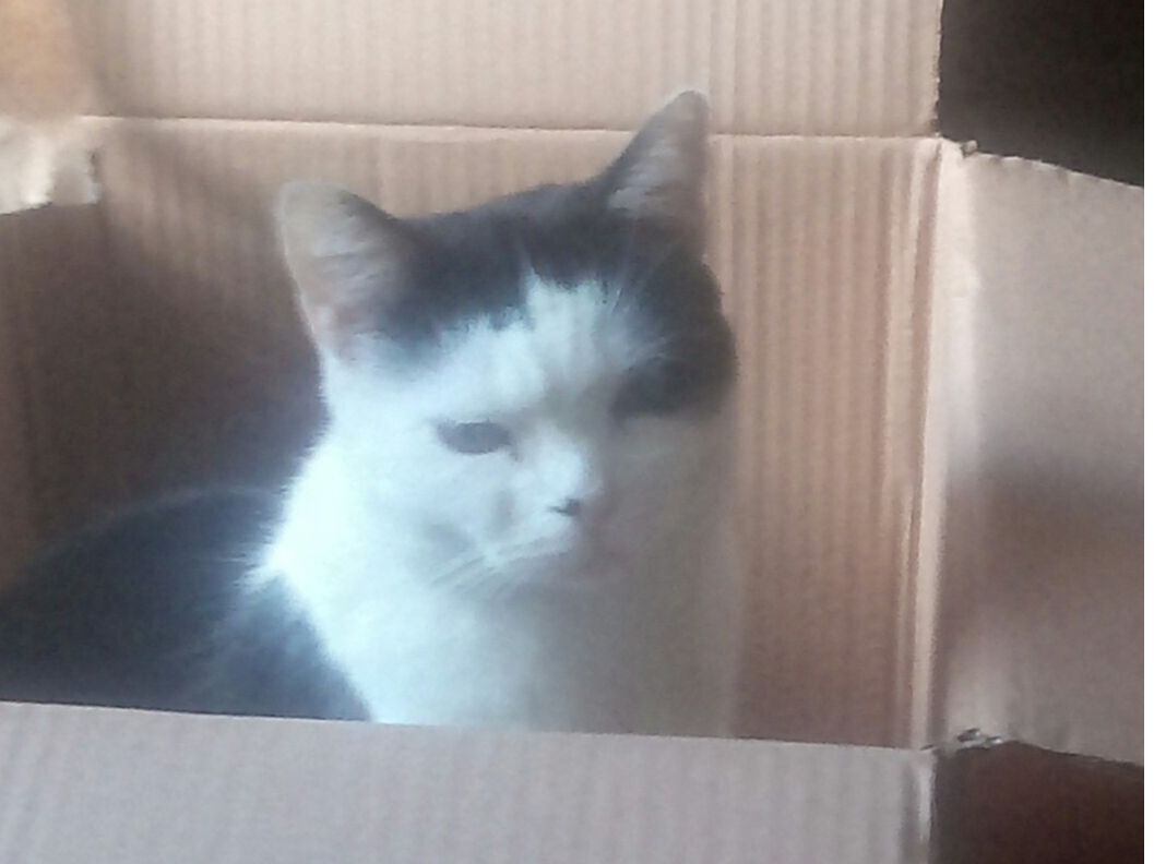 816696 - Lost Nordelph