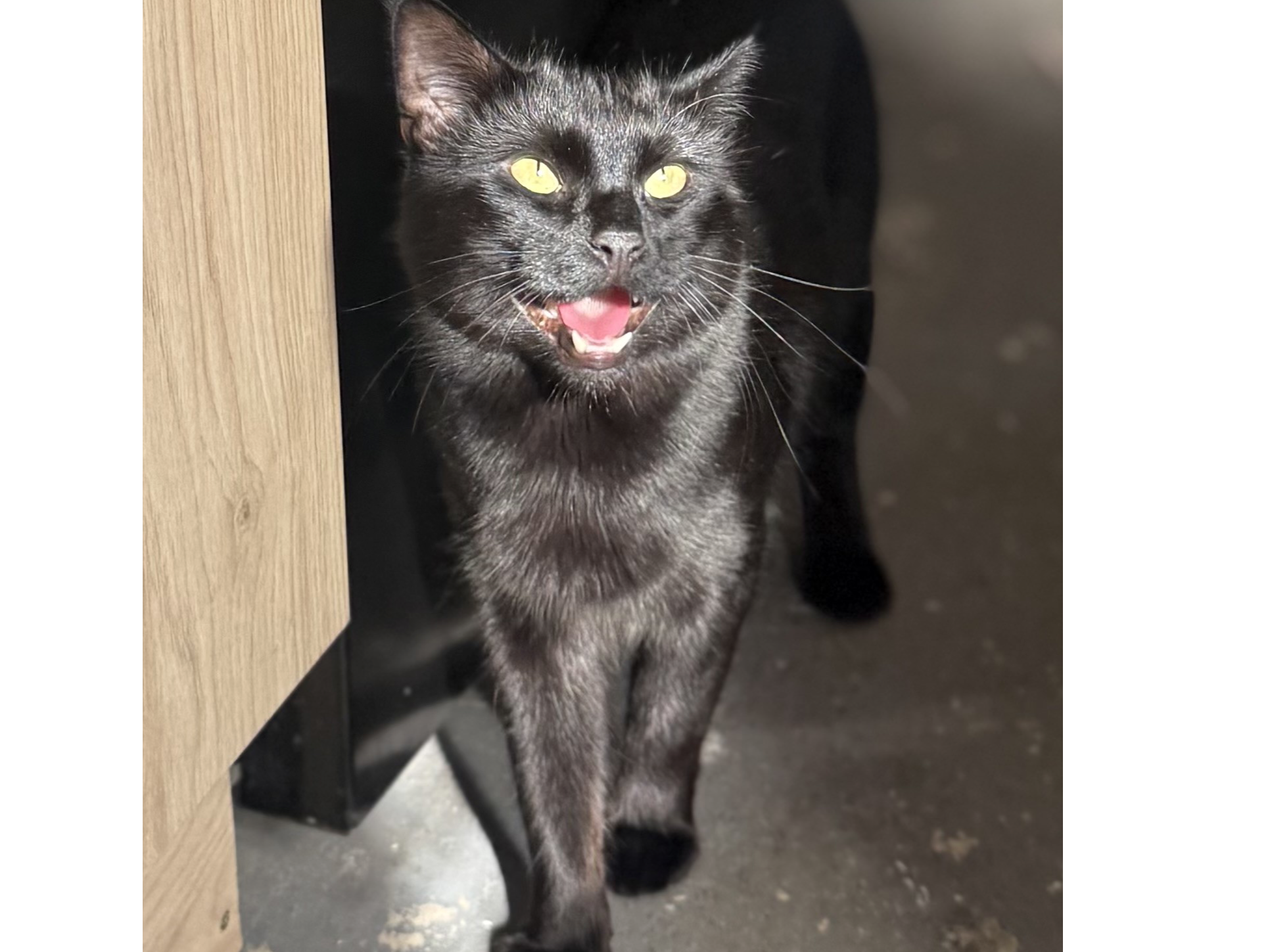 L732- black male – ALLENTON