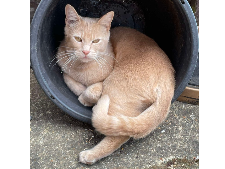 Percy Lost 2026.065 - Tukes Avenue (opp Kent Rd & Osborn Cresc), Bridgemary