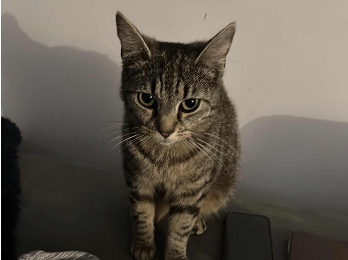 L735– tabby female - CHADDESDEN