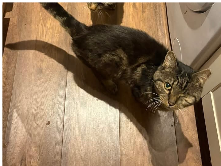 L738 - tabby male- MACKWORTH