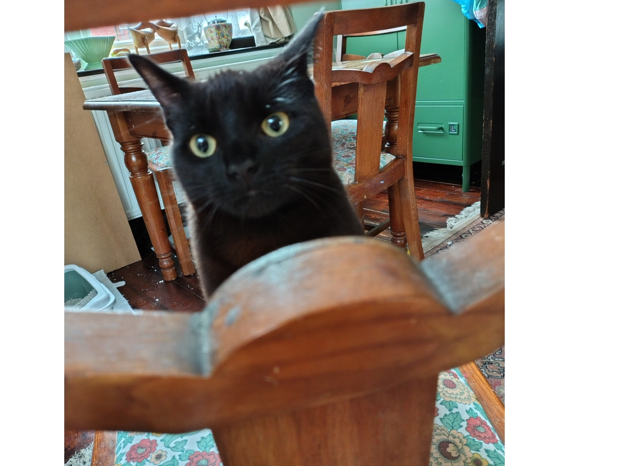 L739 – black male – LONG EATON