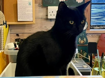 Black cat, Swaffham Prior