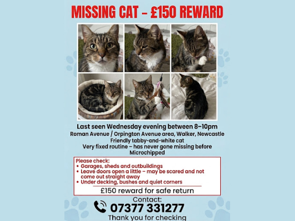 Missing cat, Walker