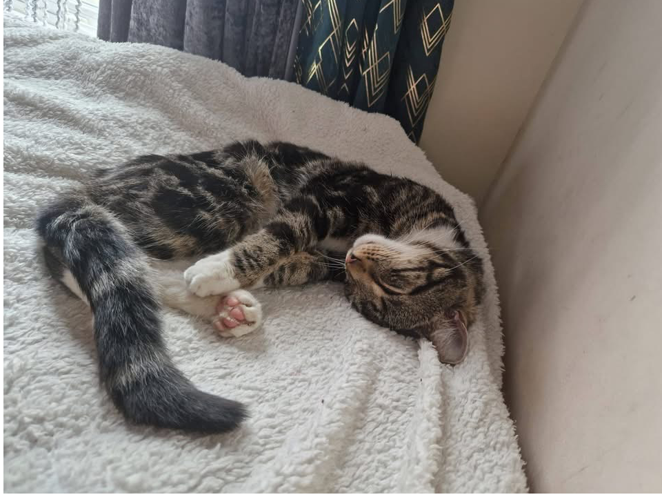 L740 – tabby & white male – BURTON ON TRENT