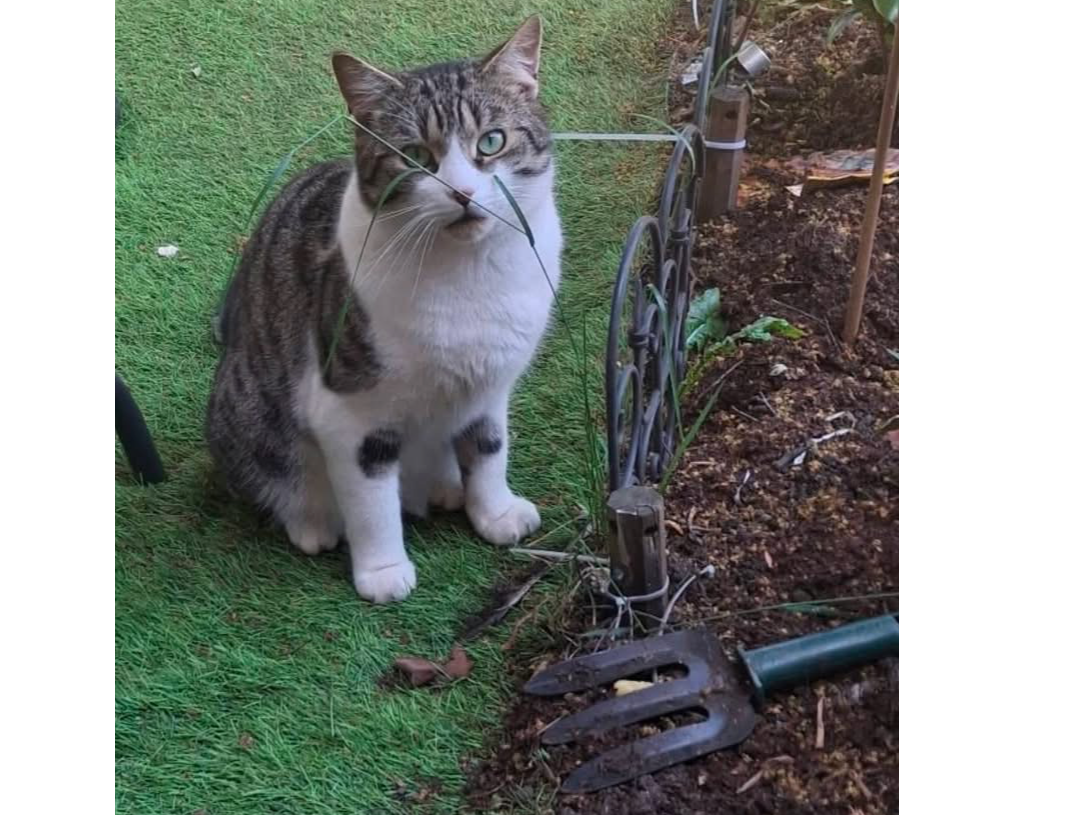 L741 – tabby and white male – ALVASTON
