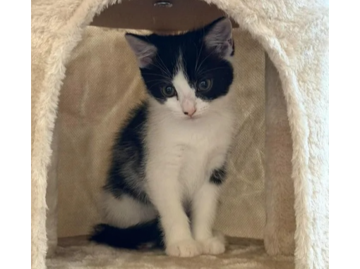 Tilly Lost 2026.067 - Bracken Close, off Megson Drive, Lee on Solent