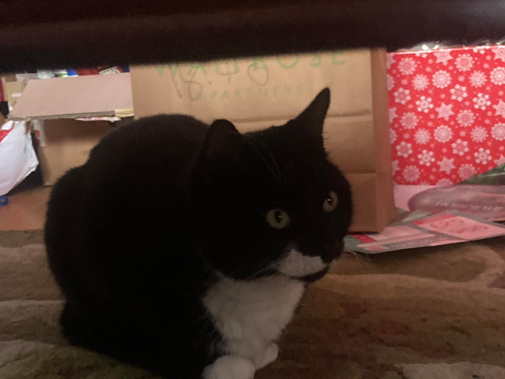 Whiskers - L658A