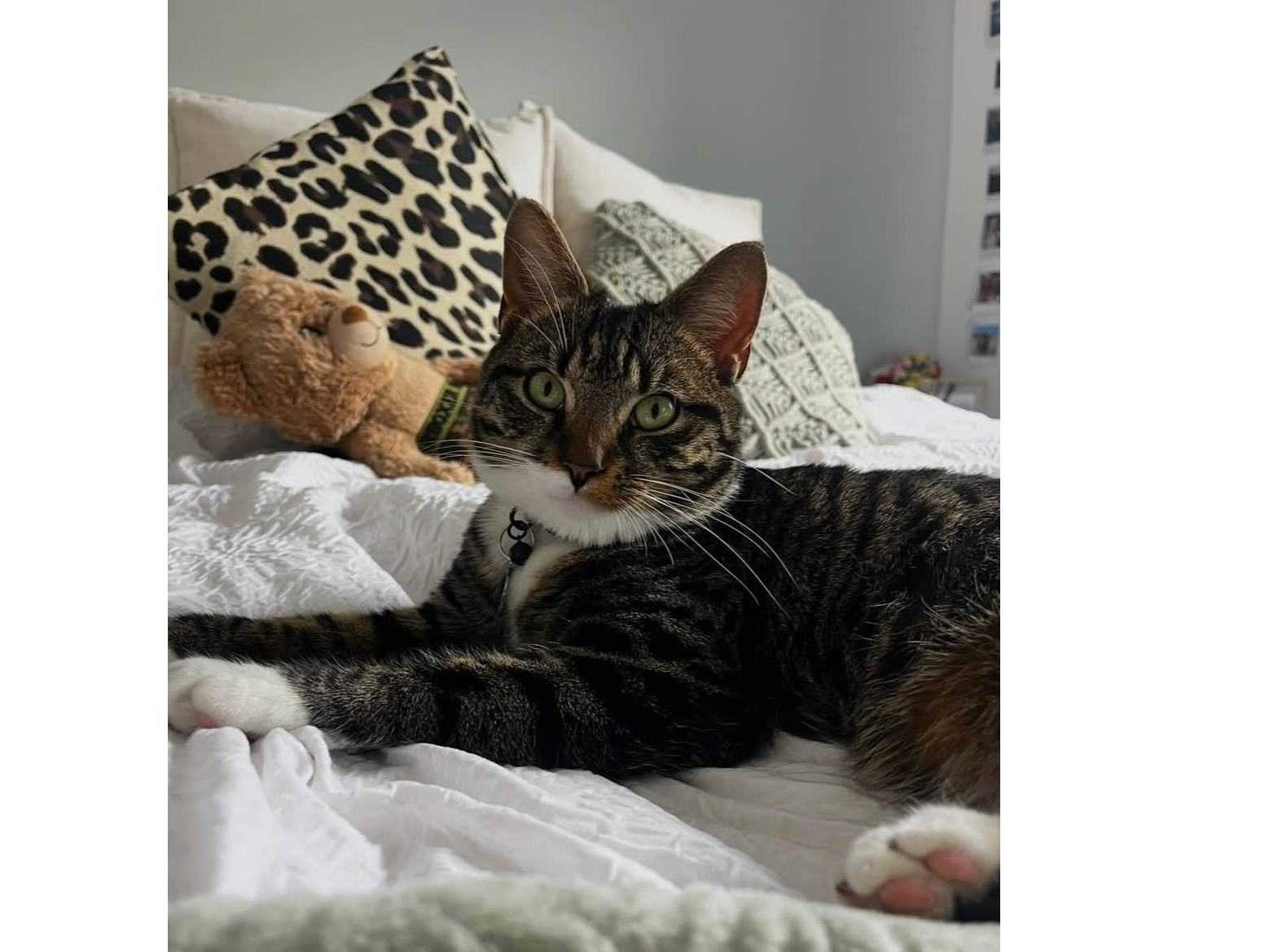 L745 - tabby and white male – CHESTERFIELD