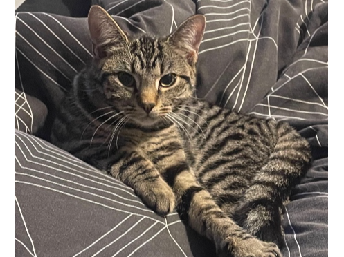 Ariel Lost 2026.068 - St Anne's Grove, nr Highfield Ave jct, Fareham, PO14