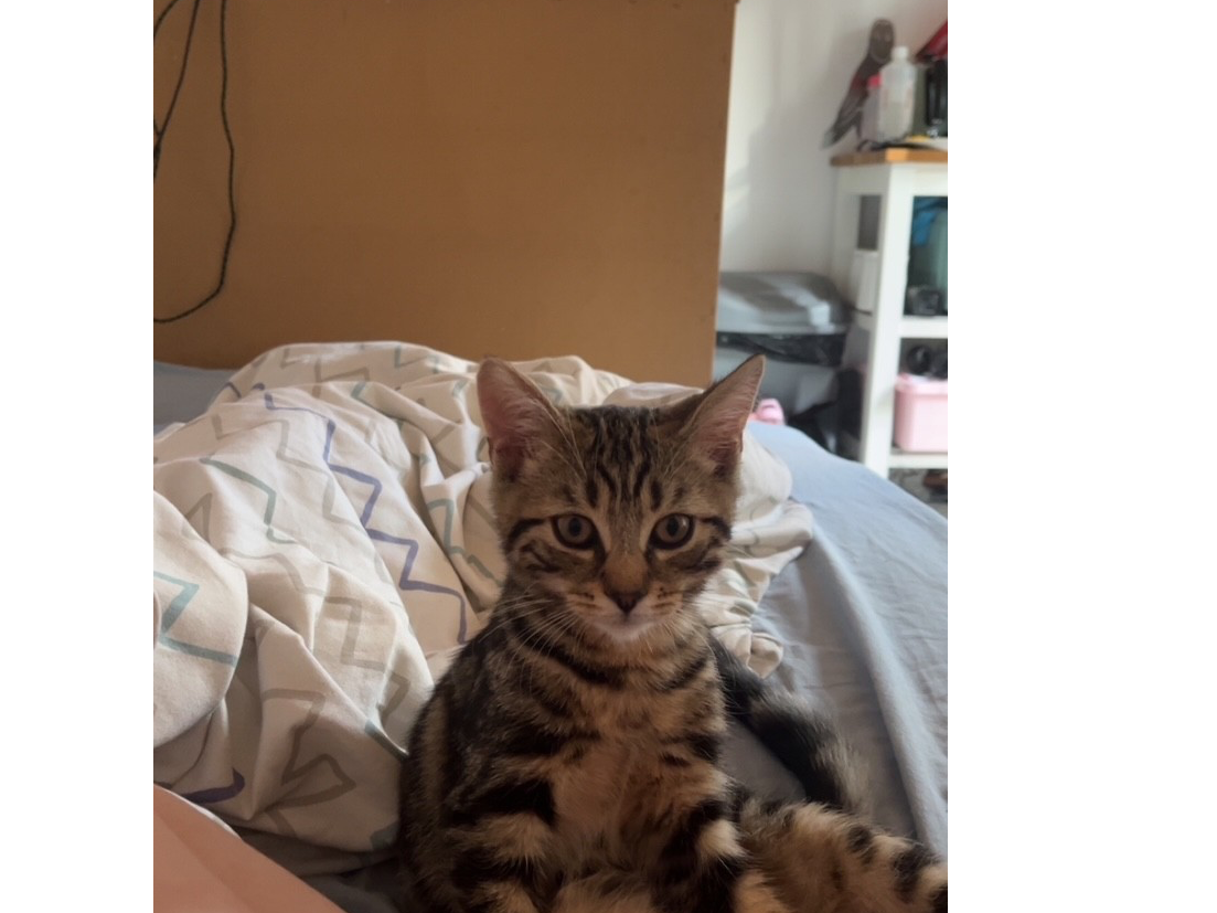 L746- tabby male - ALLESTREE