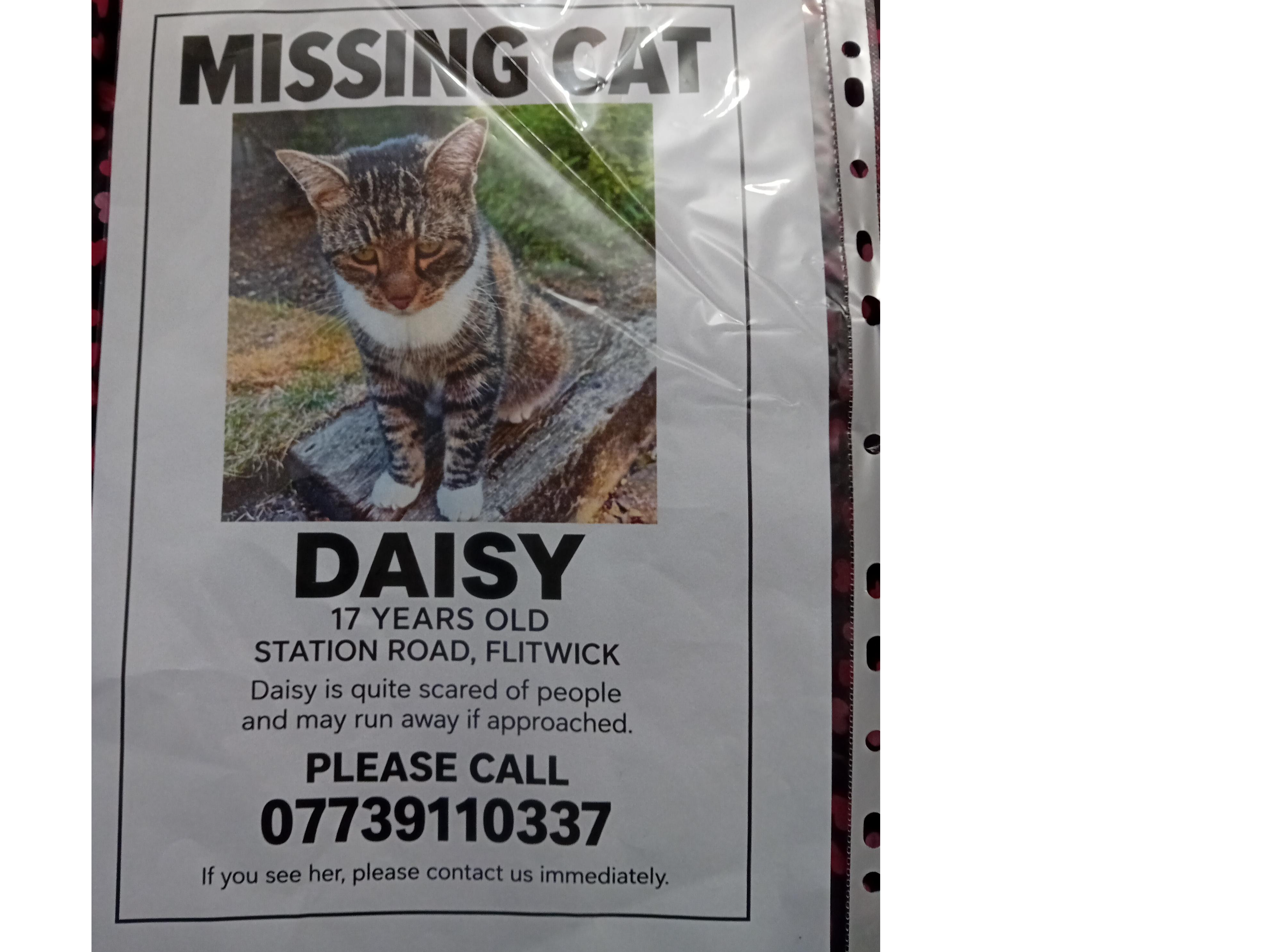 26-067 Daisy