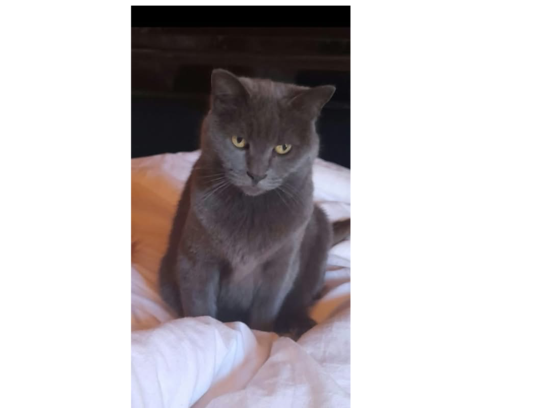 L748- grey female – STENSON FIELDS