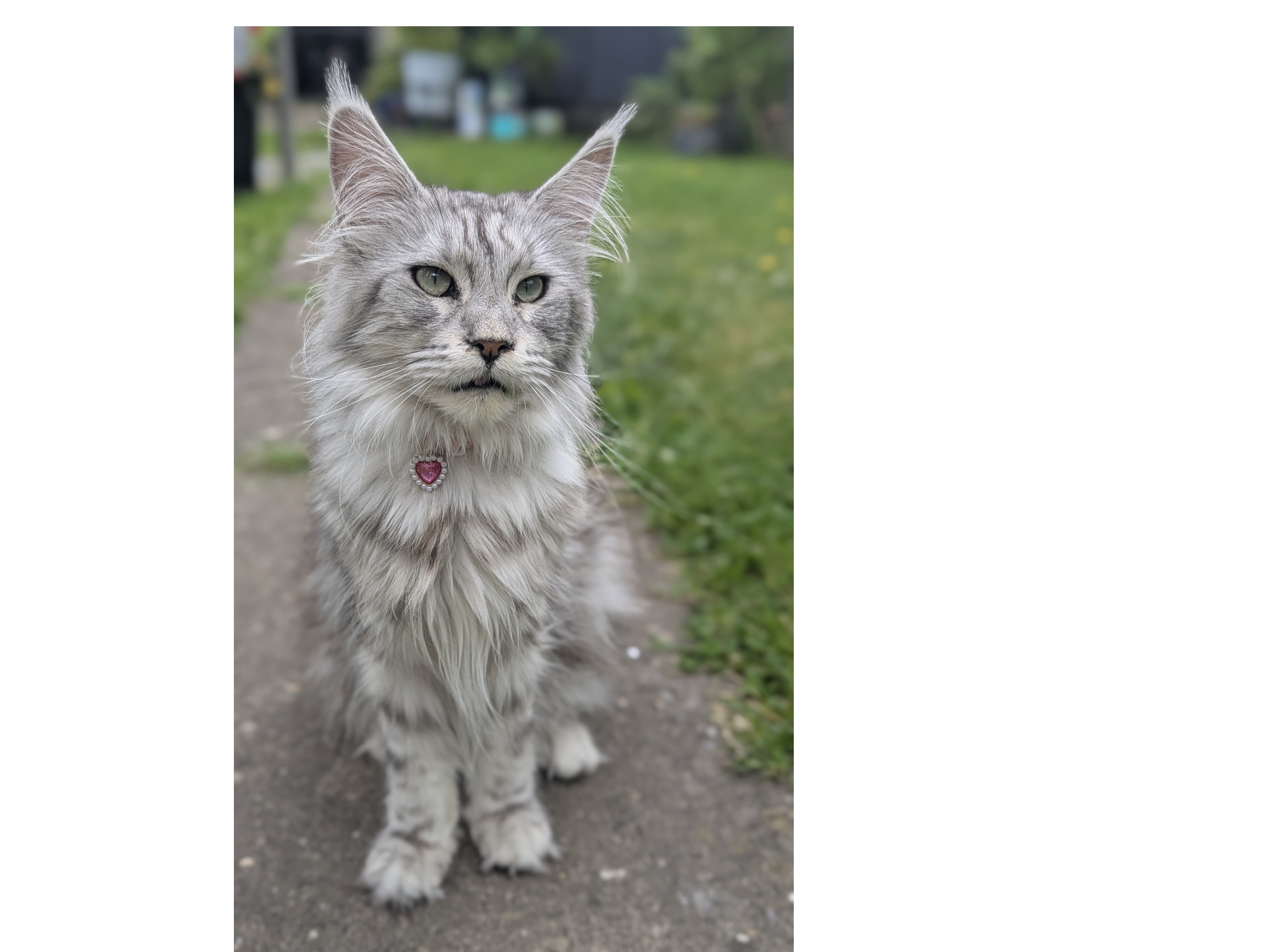 L750 – grey/silver long haired female- ALLENTON