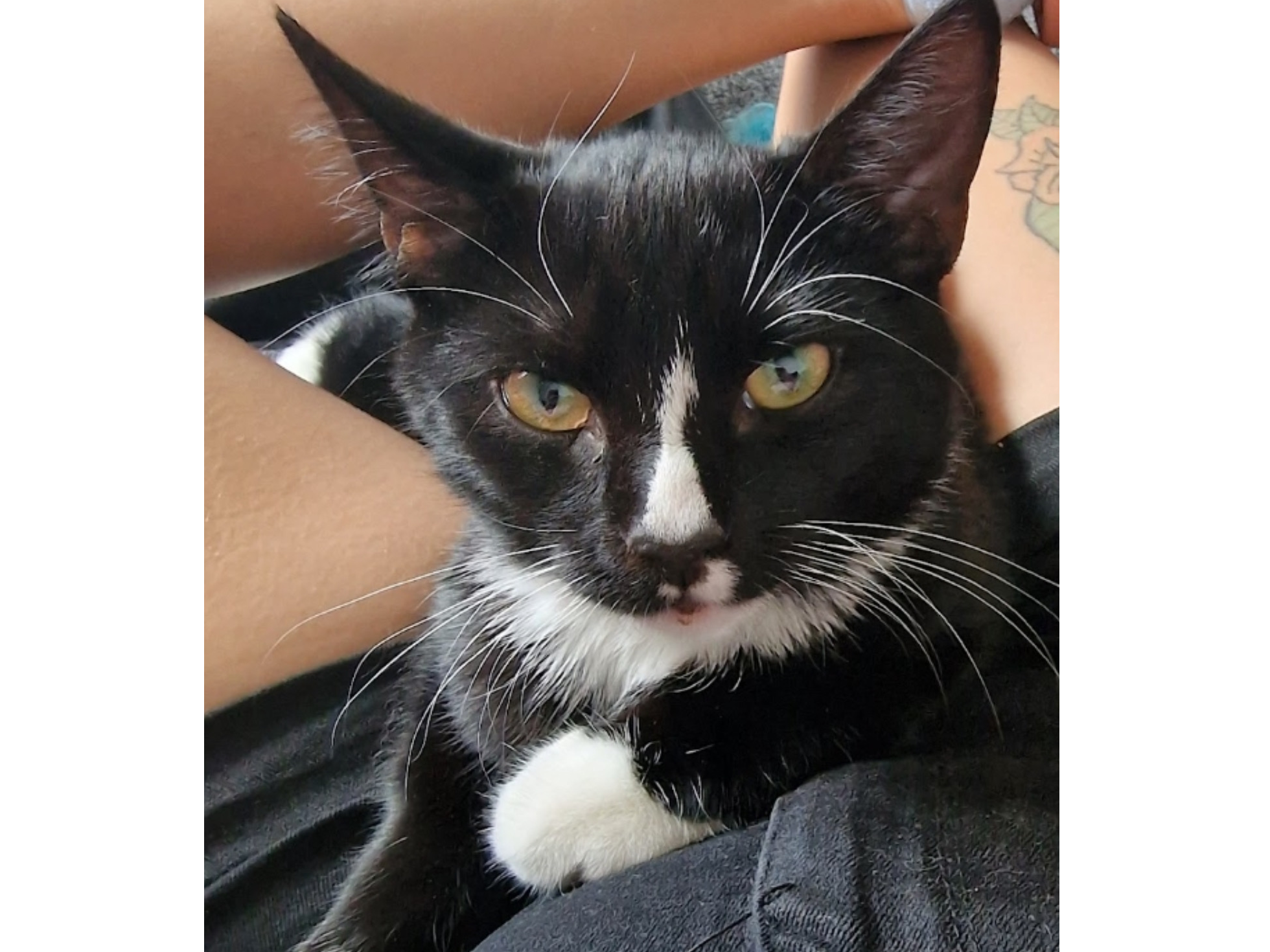 L751 – black and white male – WINGERWORTH