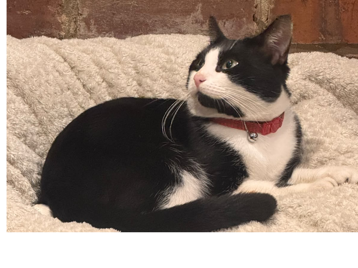 L752- black and white male – MILFORD