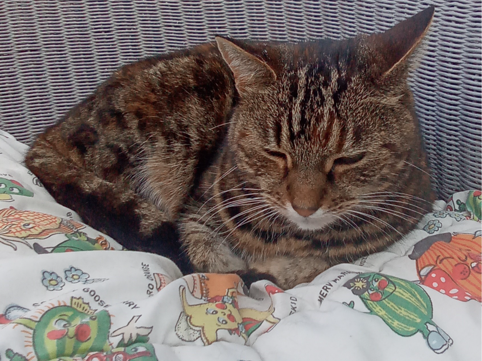 TABBY
