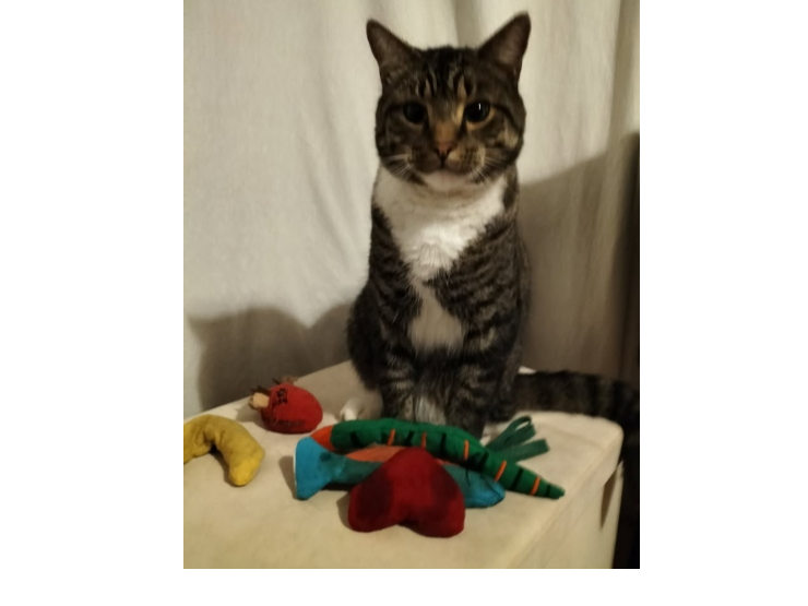 Eric  Lost 2026.070 - San Diego Road, nr jct with Coronado Rd, Gosport