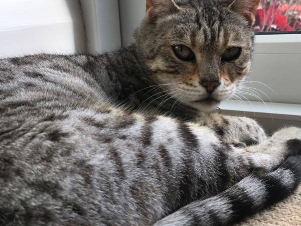 Lily - Grey Bengal