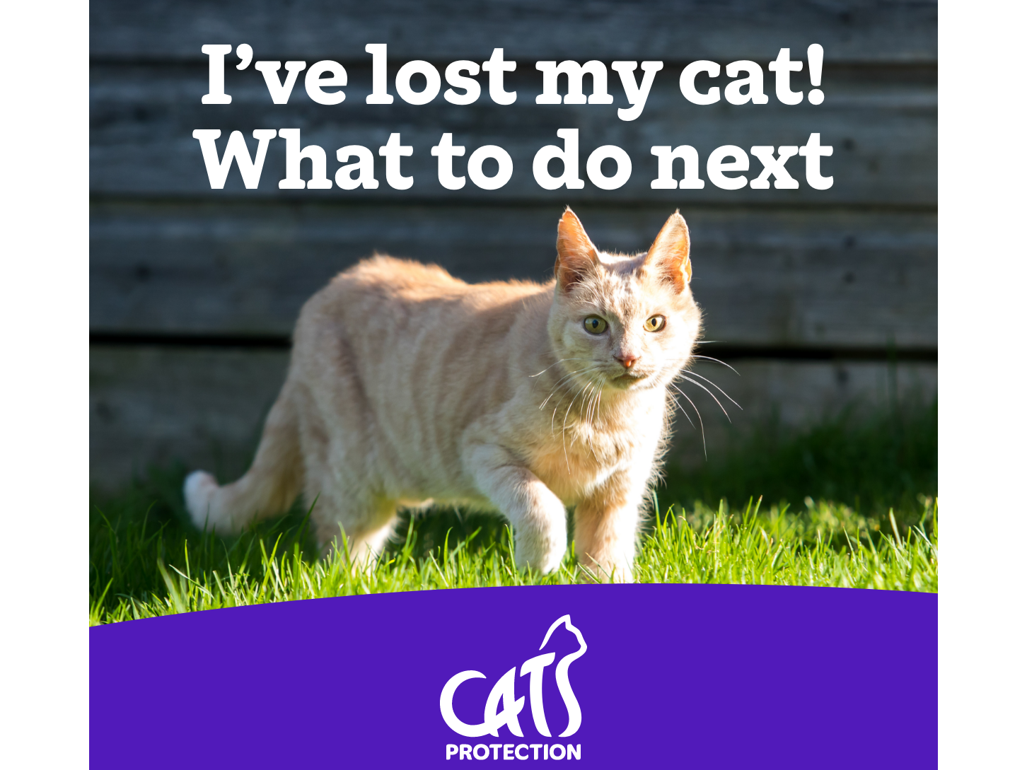 Lost cat? Here are some suggestions