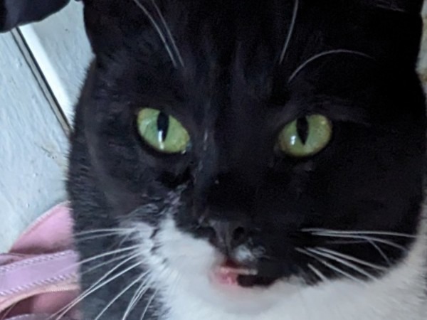 Mittens
