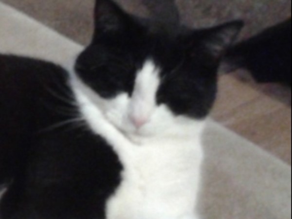 Snookie