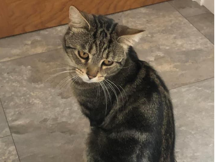 Tabby male