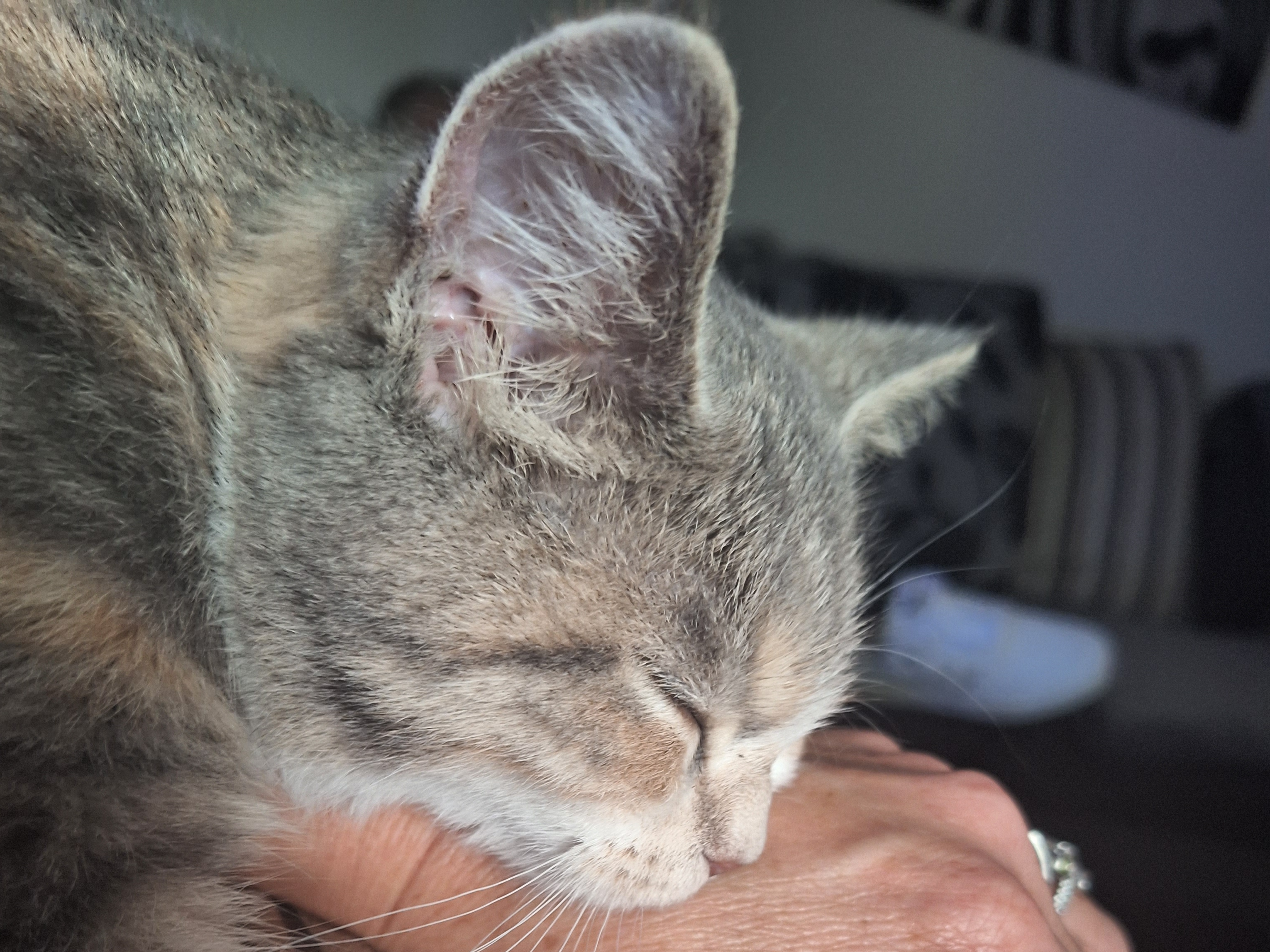 Young tabby/tortie, Cherry Hinton