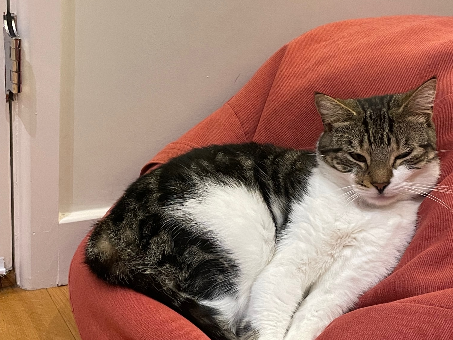 Tabby, Worts Causeway