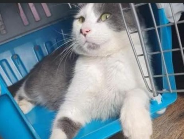 Thomas - Grey and White