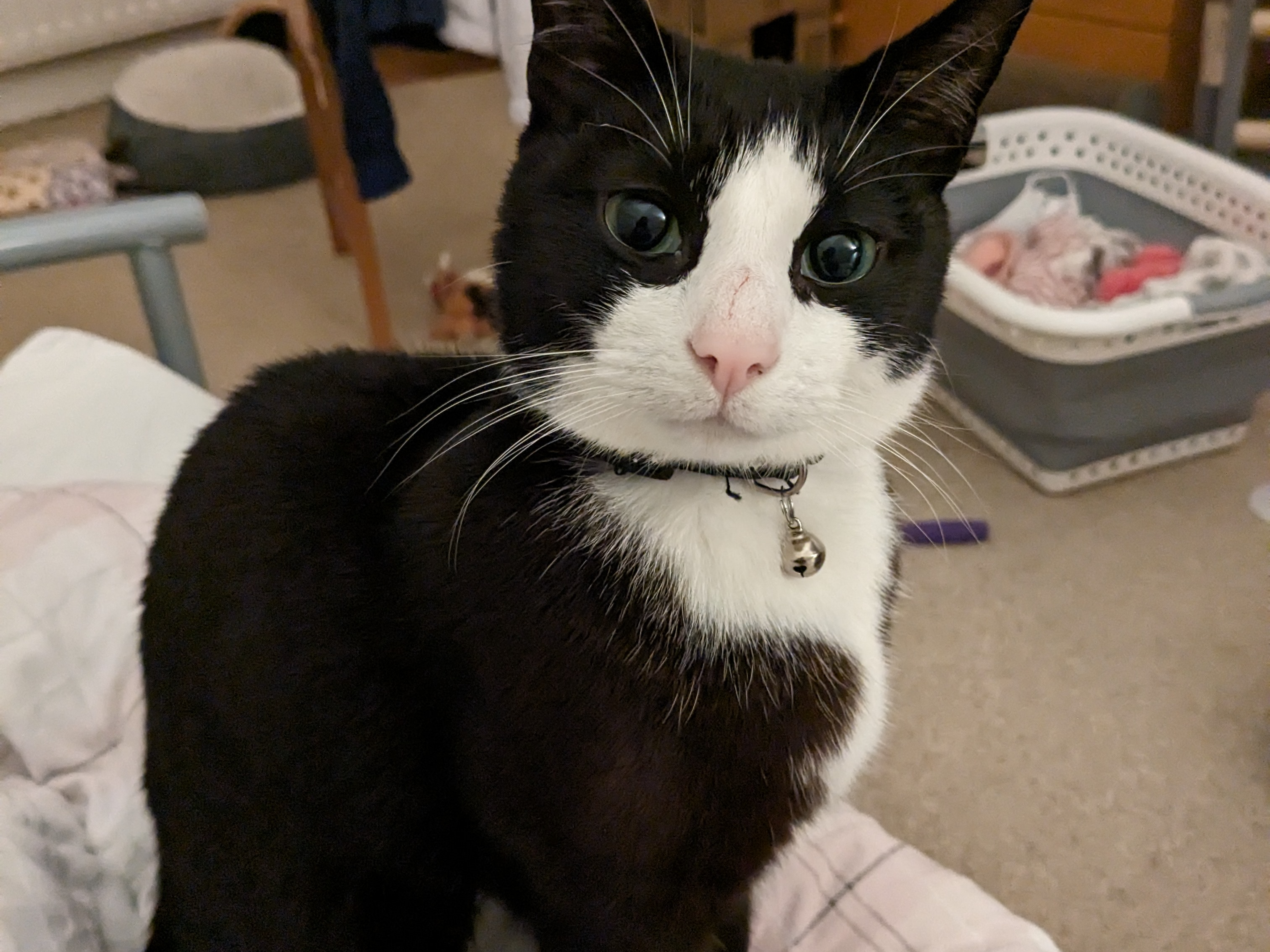 Oreo
