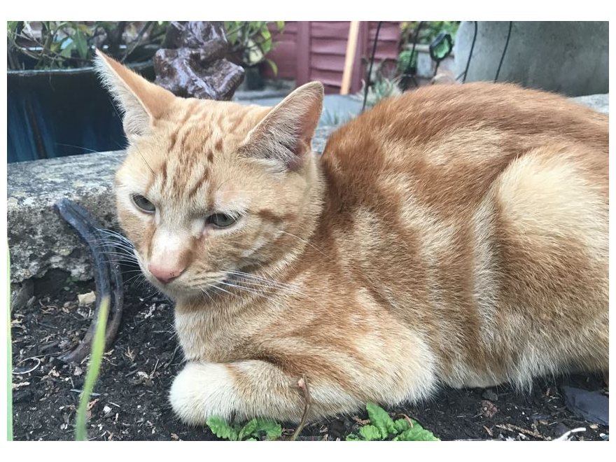 Cats Protection Hemel Hempstead & Berkhamsted