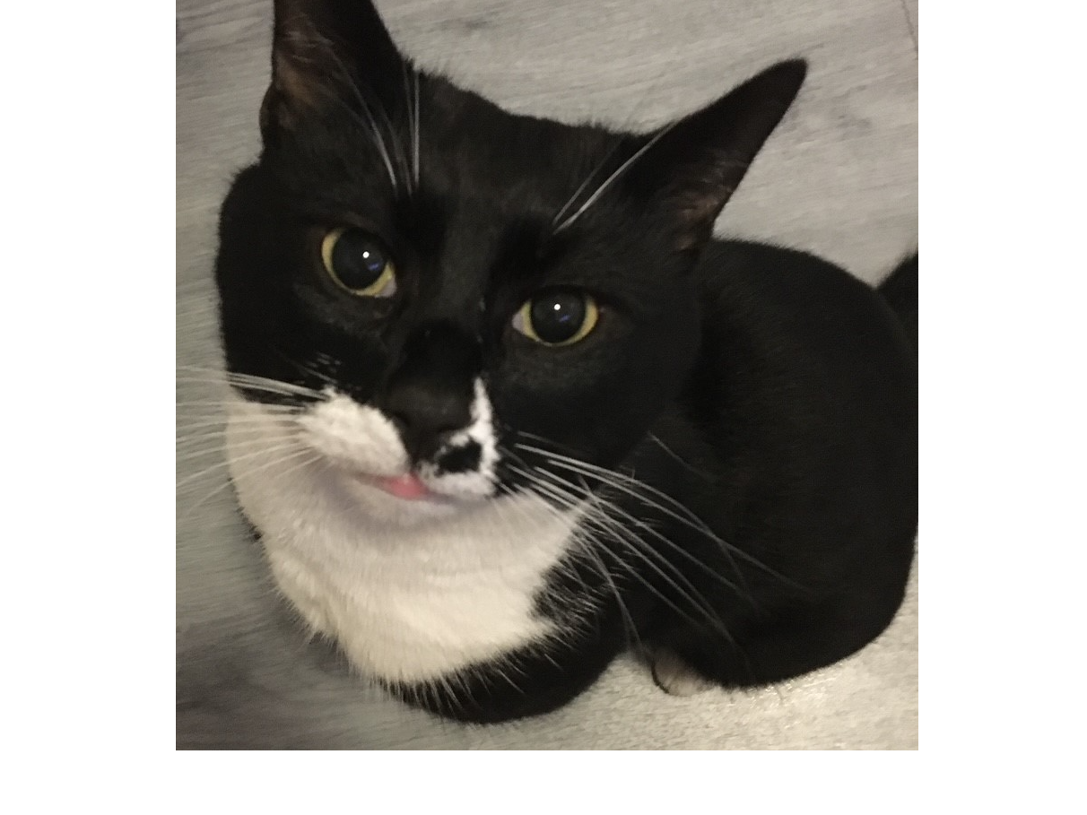 Cats Protection Tyneside Adoption Centre