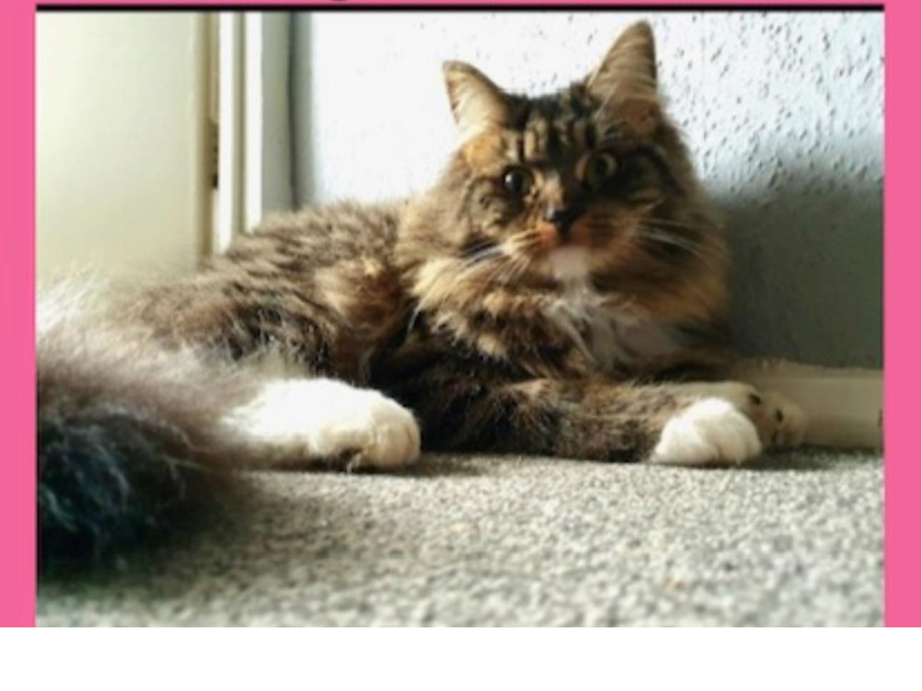 Cats Protection Woking & District Branch