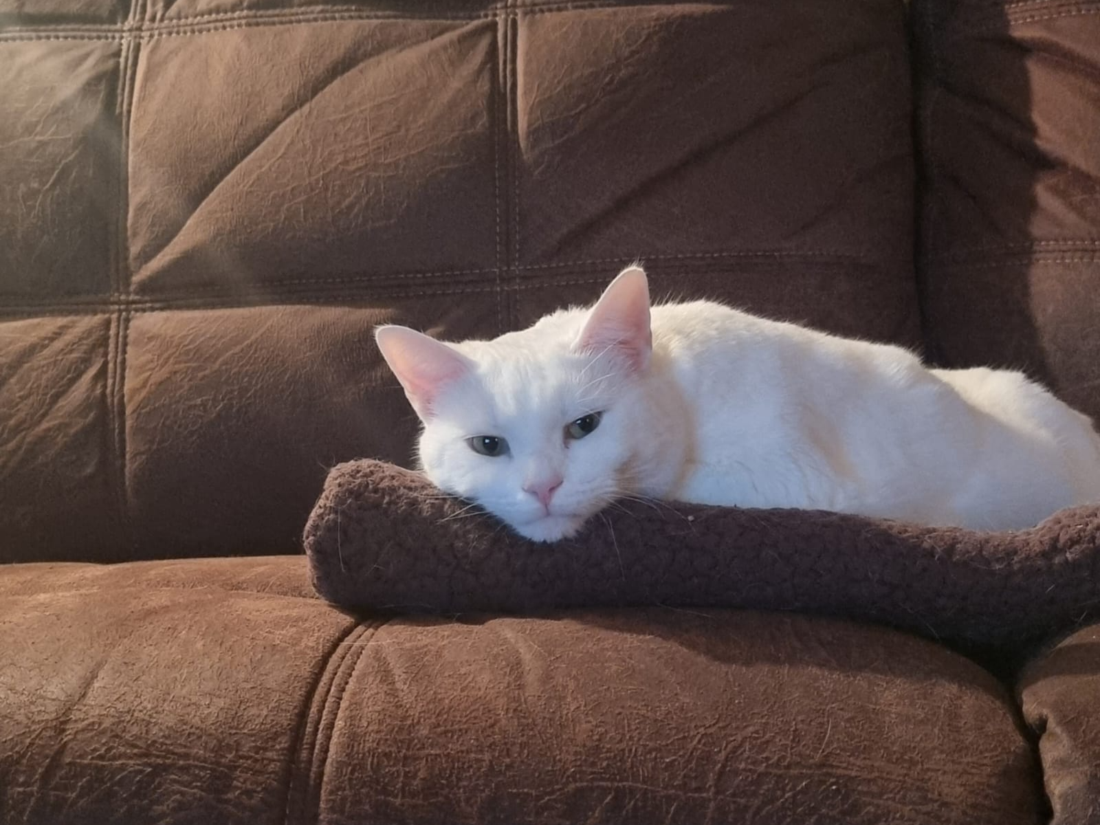 Cats Protection Hereford Adoption Centre