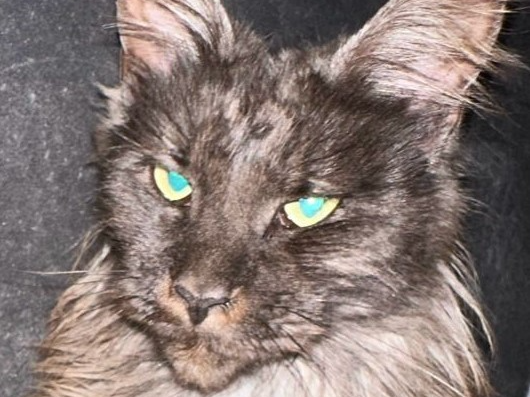 Maine coon