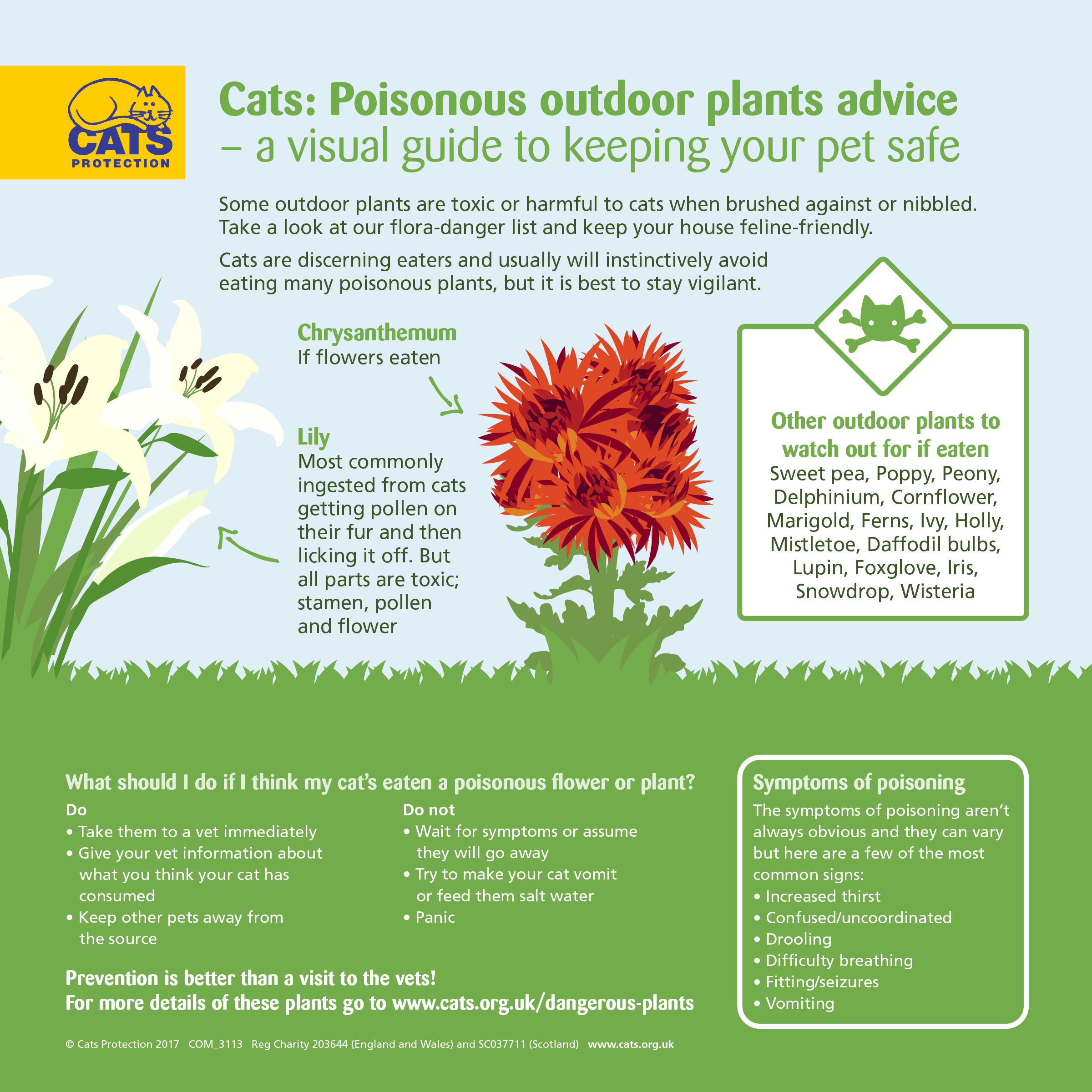 dangerous plants for cats | help & advice | cats protection