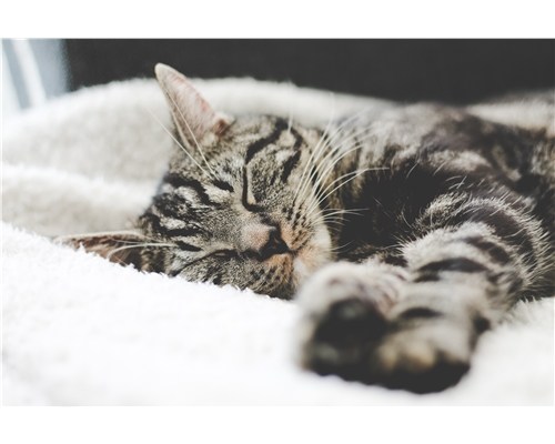 Cats at night | Help & Advice | Cats Protection