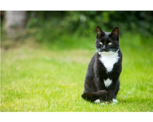 Dangerous Plants for Cats | Help & Advice | Cats Protection