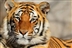Himalaya Trek and Tiger conservation experience - 13th-25th October 2018 Himalaya Trek and Tiger conservation experience - 13th-25th October 2018