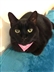 Cambridge Cats Protection at Halloween at Hollyoaks! Cambridge Cats Protection at Halloween at Hollyoaks!