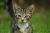 Cambridge Cats Protection Christmas Fayre Cambridge Cats Protection Christmas Fayre