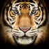Himalaya Trek and Tiger Conservation Expereince - 13-25th October 2018 Himalaya Trek and Tiger Conservation Expereince - 13-25th October 2018