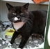Cat Homing Show in Canvey Cat Homing Show in Canvey